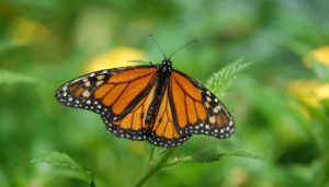 A butterfly perched on a plant.