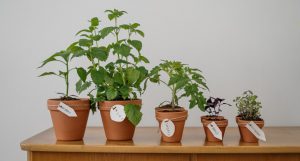 Spice plants sitting on a table.