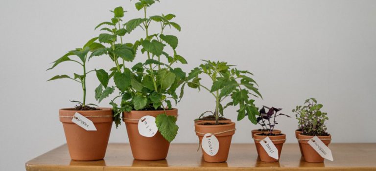 Spice plants sitting on a table.